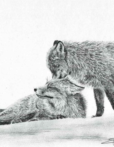 Deux renards | dessin au crayon graphite | Atelier Montagn'art | Claudine Rime