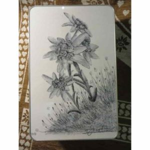 Boîte bouquet d'edelweiss | Atelier Montagn'Art | dessin au crayon graphite | Claudine Rime