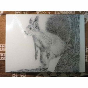 planche écureuil | Atelier Montagn'Art | dessin au crayon graphite | Claudine Rime