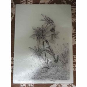 planche edelweiss | Atelier Montagn'Art | dessin au crayon graphite | Claudine Rime