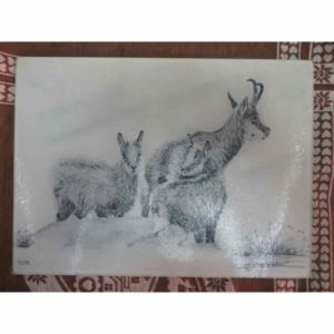 planche famille de chamois | Atelier Montagn'Art | dessin au crayon graphite | Claudine Rime