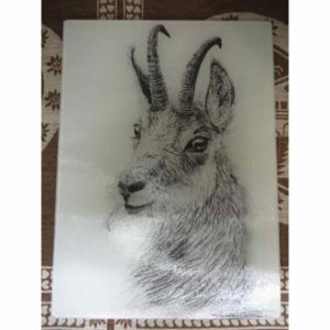 planche tête de chamois | Atelier Montagn'Art | dessin au crayon graphite | Claudine Rime