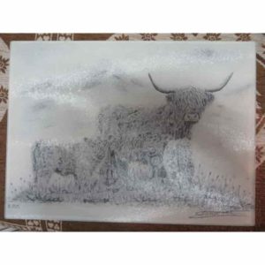 planche vache highland | Atelier Montagn'Art | dessin au crayon graphite | Claudine Rime