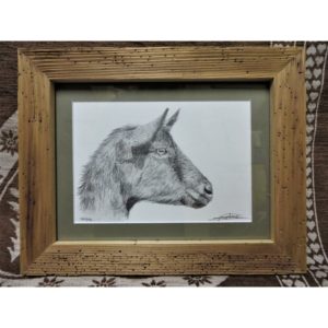 tableau chèvre chamoisée | Atelier Montagn'Art | dessin au crayon graphite | Claudine Rime