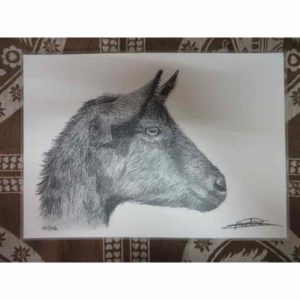 set tête de chèvre | Atelier Montagn'Art | dessin au crayon graphite | Claudine Rime