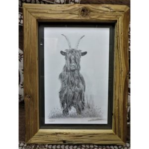 tableau chèvre col noir | Atelier Montagn'Art | dessin au crayon graphite | Claudine Rime