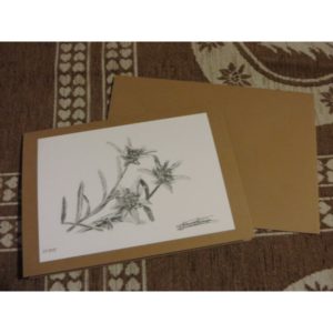 carte fleurs edelweiss | Atelier Montagn'Art | dessin au crayon graphite | Claudine Rime
