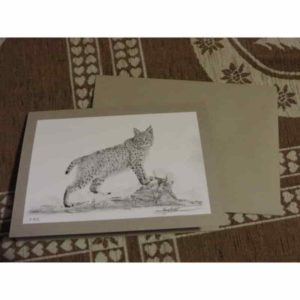 carte lynx | Atelier Montagn'Art | dessin au crayon graphite | Claudine Rime