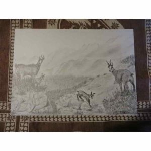 set famille de chamois | Atelier Montagn'Art | dessin au crayon graphite | Claudine Rime