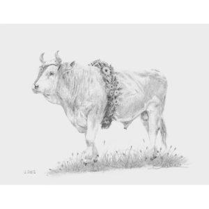 tableau taureau à la désalpe - Atelier Montagn'Art - dessin au crayon graphite - Claudine Rime